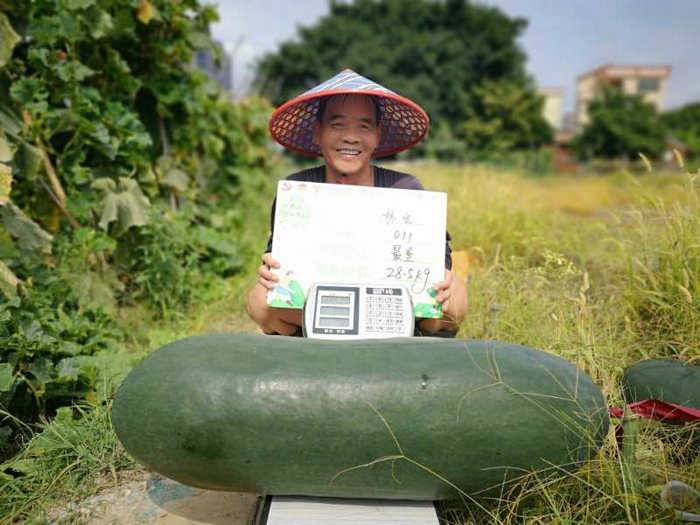 “最重黑皮冬瓜”獎項第一名：林發 （瓜重28.50kg）.jpg