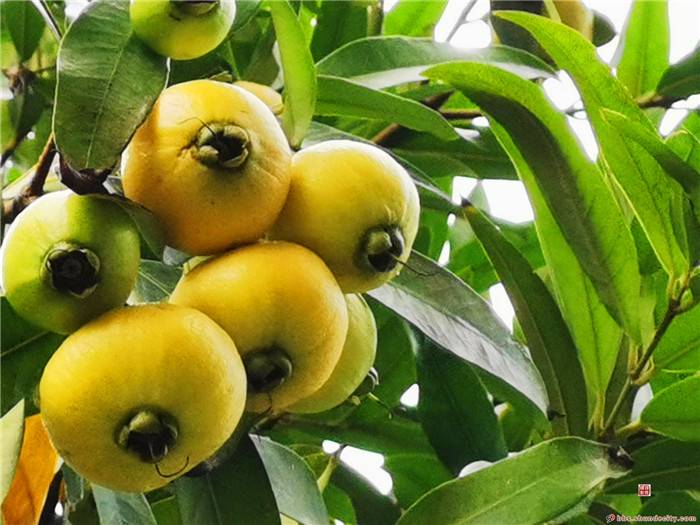 圆圆的铃铛果长满枝丫顺德人却说俾钱都唔敢吃